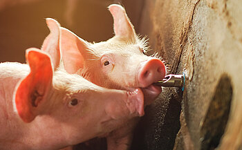 [Translate to French:] Schweine saufen Wasser an Beissnippeltränke