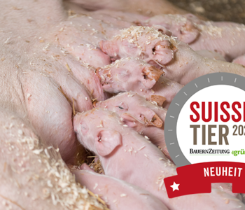 Suisse Tier, CoolLife, Neuheit